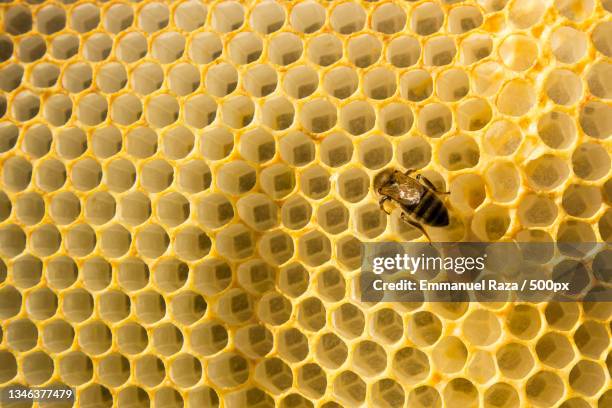 close-up of bee on honeycomb,uccle,belgium - bee larvae stock pictures, royalty-free photos & images