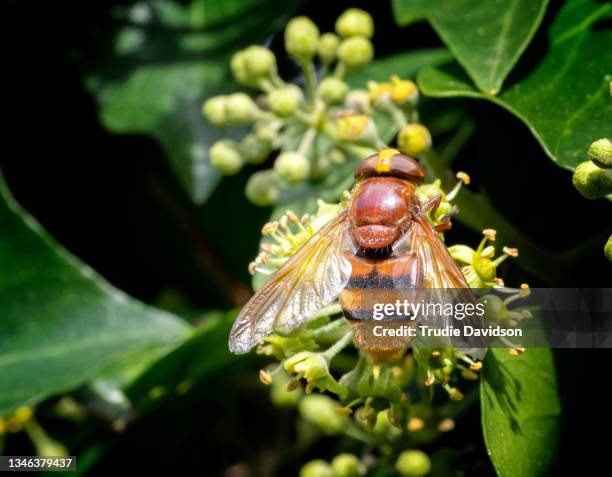 hornet mimic hoverfly - 吻 ストックフォトと画像