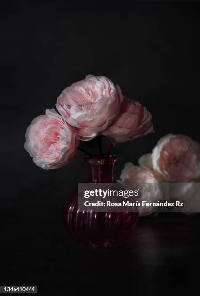close up of the delicate white and pink flowers of  camellia japonica . background is blurred with focus on the foreground. - dark floral stockfoto's en -beelden