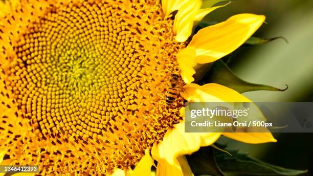 close-up of sunflower,holambra,brazil - girasol común fotografías e imágenes de stock