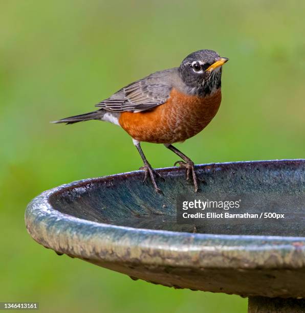 close-up of american robin perching on railing - american robin stock pictures, royalty-free photos & images