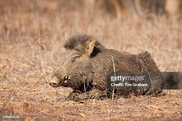 Wild boar, Sus scrofa, in Ranthambhore National Park, Rajasthan, India