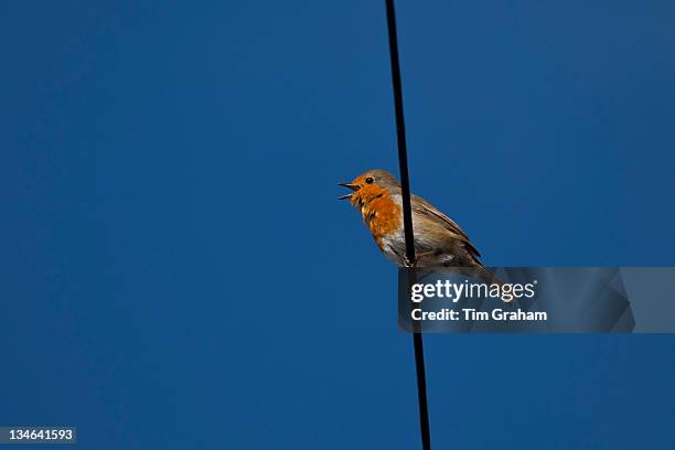 Robin bird, Erithacus rubecula, tweeting on wire at Woolacombe, North Devon, UK