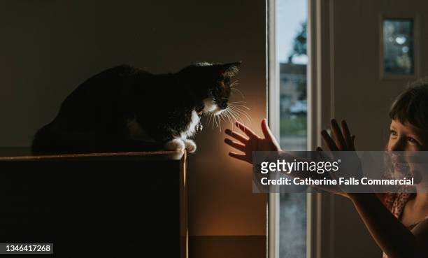 a joyful little girl looks delighted to see a young cat who sits on top of a tall piece of furniture. - human limb stock pictures, royalty-free photos & images