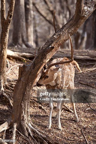 Spotted deer male stag, Axis axis, scratching velvet from antlers in Ranthambhore National Park, Rajasthan, India