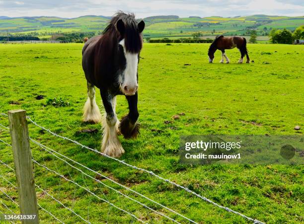 englisches pferd - clydesdale horse stock-fotos und bilder