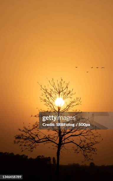 silhouette of birds flying against sky during sunset,lucknow,uttar pradesh,india - better view sunset stock pictures, royalty-free photos & images