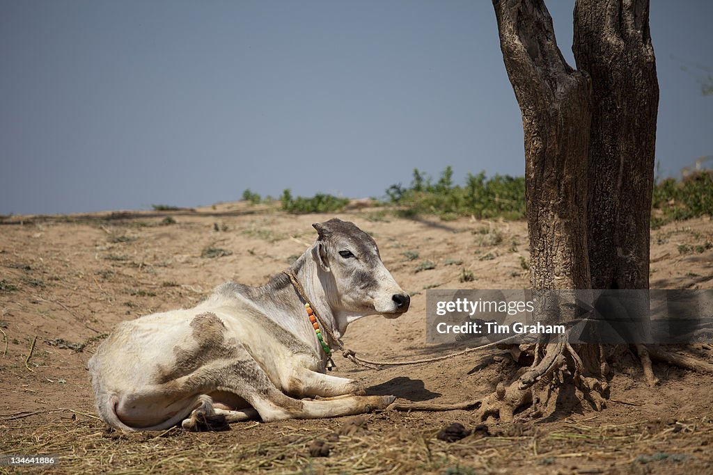 Indian Cow at Farm, Rajasthan