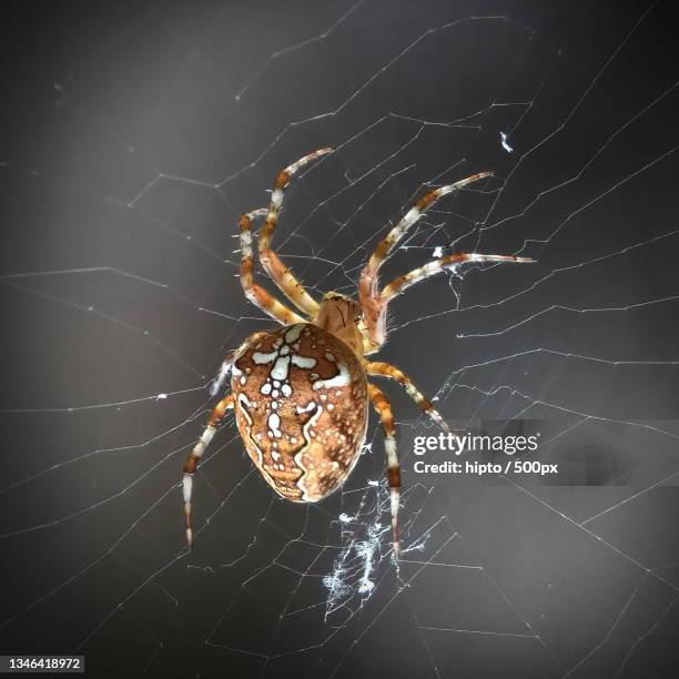 close-up of spider on web - aranha de jardim - fotografias e filmes do acervo