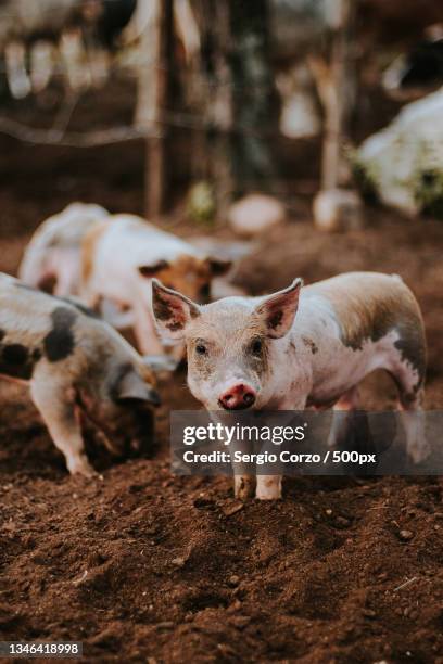 close-up of pigs standing on field,valledupar,cesar,colombia - keutje stockfoto's en -beelden