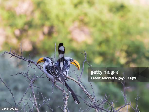 close-up of hornbill perching on branch,djibouti - african grey hornbill stock pictures, royalty-free photos & images