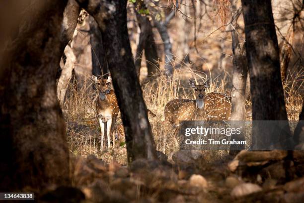 Spotted deer, Axis axis, and fawn in Ranthambhore National Park, Rajasthan, Northern India