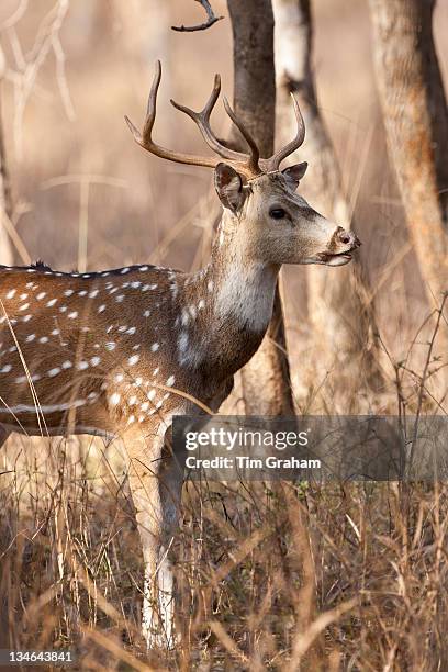 Spotted deer male stag, Axis axis, in Ranthambhore National Park, Rajasthan, Northern India