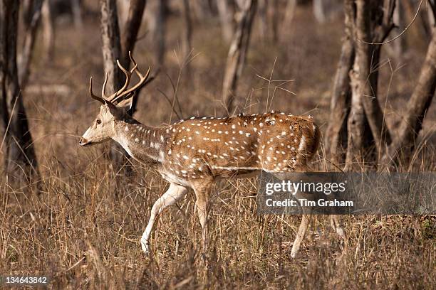Spotted deer, Axis axis, in Ranthambhore National Park, Rajasthan, Northern India