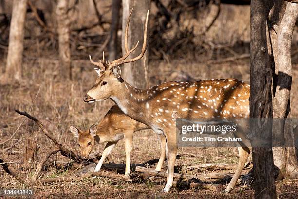 Spotted deer, Axis axis, and fawn in Ranthambhore National Park, Rajasthan, Northern India