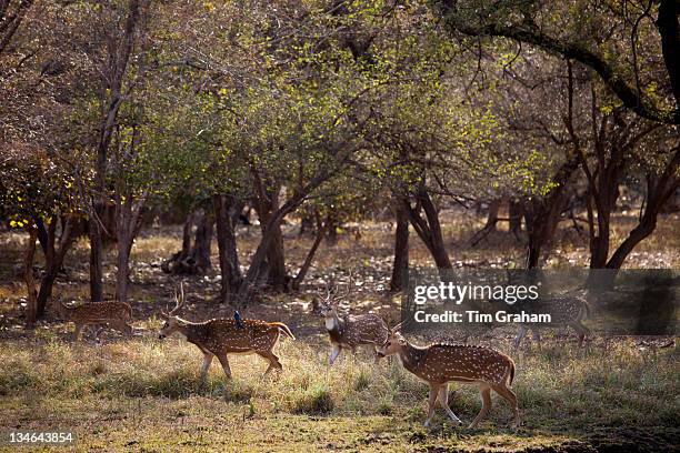 Spotted deer, Axis axis, herd, with black drongo bird on back, in Ranthambhore National Park, Rajasthan, Northern India