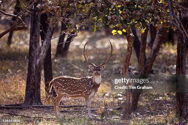 Spotted deer male stag, Axis axis, in Ranthambhore National Park, Rajasthan, Northern India