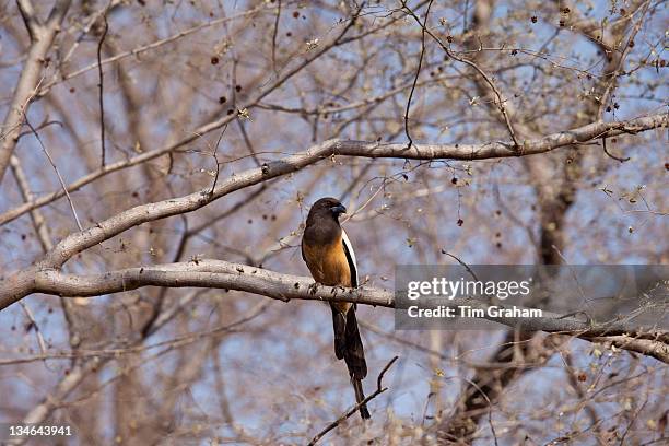 Bir In Rajasthan Indian National Bird Photos and Premium High Res Pictures - Getty Images