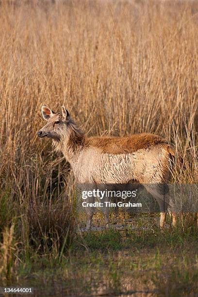 Indian Sambar, Rusa unicolor, female deer in Rajbagh Lake in Ranthambhore National Park, Rajasthan, India