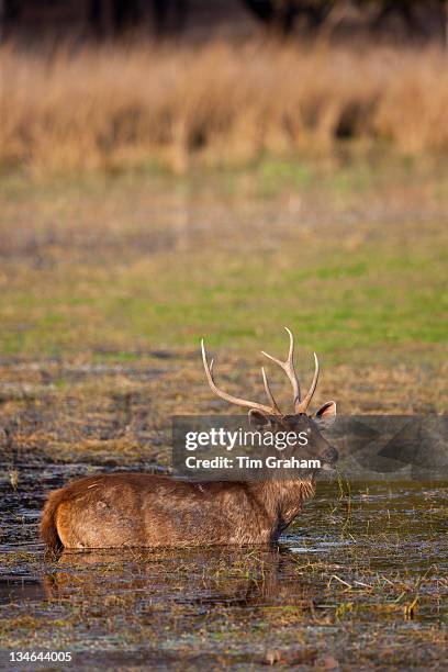 Indian Sambar, Rusa unicolor, male deer in Rajbagh Lake in Ranthambhore National Park, Rajasthan, India