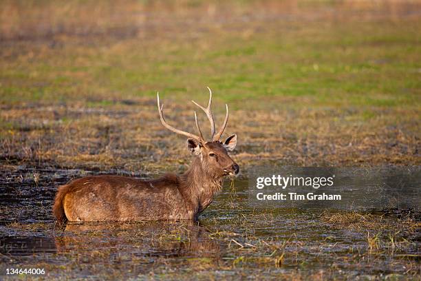 Indian Sambar, Rusa unicolor, male deer in Rajbagh Lake in Ranthambhore National Park, Rajasthan, India