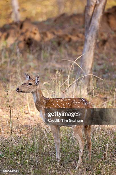Spotted deer hind, Axis axis, in Ranthambhore National Park, Rajasthan, Northern India