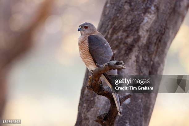Bir In Rajasthan National Bird Of India Photos and Premium High Res Pictures - Getty Images