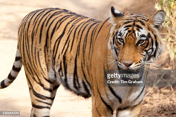 Female Bengal tiger, Panthera tigris tigris, in Ranthambore National Park, Rajasthan, India