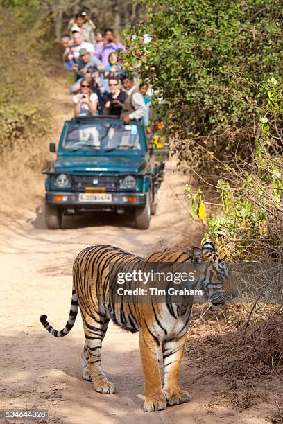 Tourists watch female Bengal tiger, Panthera tigris tigris, in Ranthambore National Park, Rajasthan, India