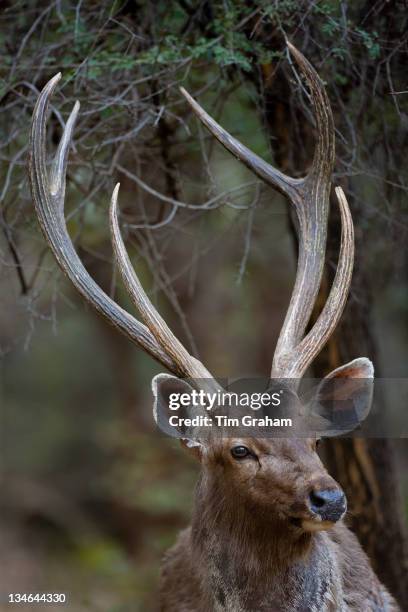 Indian Sambar, Rusa unicolor, male deer in Ranthambhore National Park, Rajasthan, India