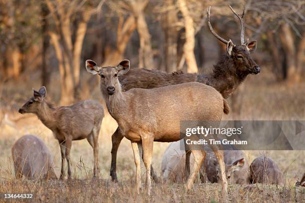 Indian Sambar, Rusa unicolor, deer herd in Ranthambhore National Park, Rajasthan, India