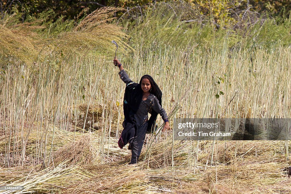 Indian Girl Working, Rajasthan, India