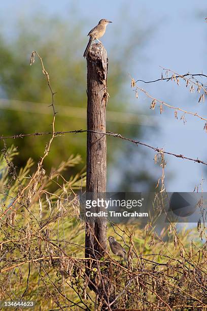 Common Babbler bird on fencepost at Chattra Sagar nature reserve at Nimaj, Rajasthan, Northern India
