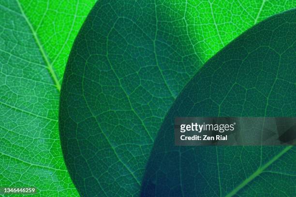 three overlapping deep green leaves with back lighting and in full frame - foliate pattern 個照片及圖片檔