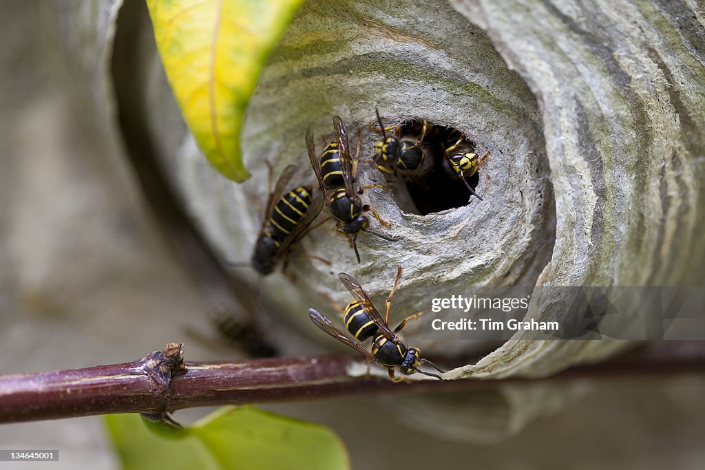 Wasps and Wasp Nest, UK