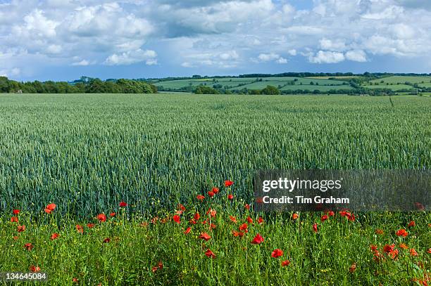 Set-aside margin of wildflowers for wildlife habitat by wheat field in The Cotswolds, Oxfordshire, UK