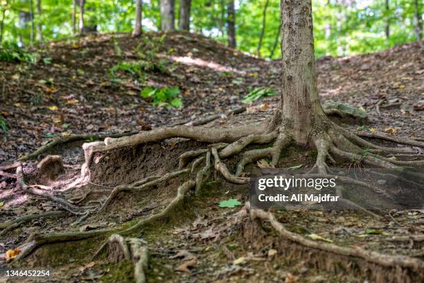 Google Tree Roots Tree Roots Close Up Photos and Premium High Res Pictures - Getty Images