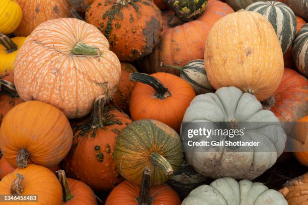 pumpkins and gourds - squash vegetable stock pictures, royalty-free photos & images