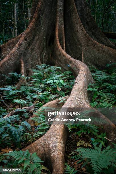 racines de contrefort sur un arbre dans la forêt tropicale du parc national des monts bunya. - australian rainforest photos et images de collection