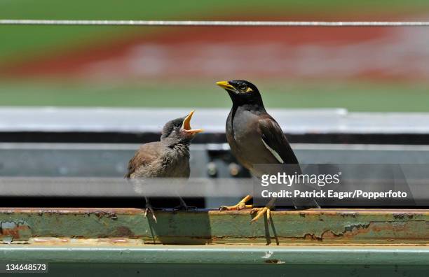 Indian Myna birds making a noise on the sightscreen, clearly heard in BBC and ABC commentaries, Australia v England , 4th Test, Melbourne, December...