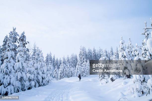 snowy forest trip in finland - finnish nature stockfoto's en -beelden