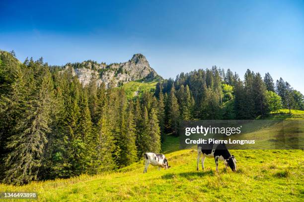 cows grazing in the mountains of the gruyere region - cheese top view stockfoto's en -beelden