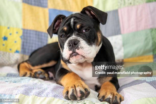 dog on sofa - suspicion stock pictures, royalty-free photos & images