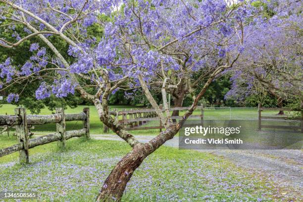 green grass, rustic fence line and road surrounded by purple jacaranda trees. gold coast australia - jacaranda stock pictures, royalty-free photos & images