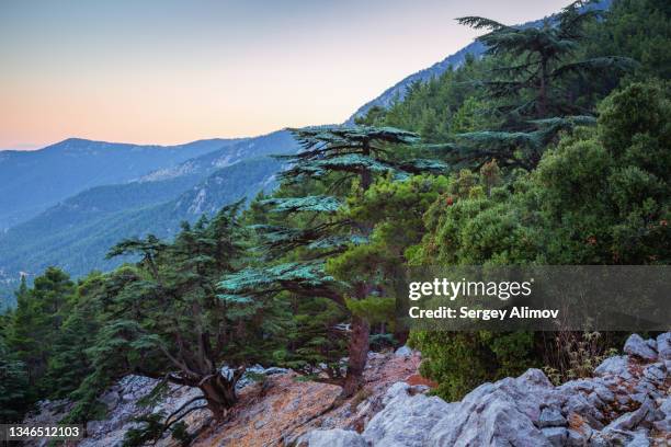 pinaceae trees on the slope of rocky mountain - kemer stock-fotos und bilder