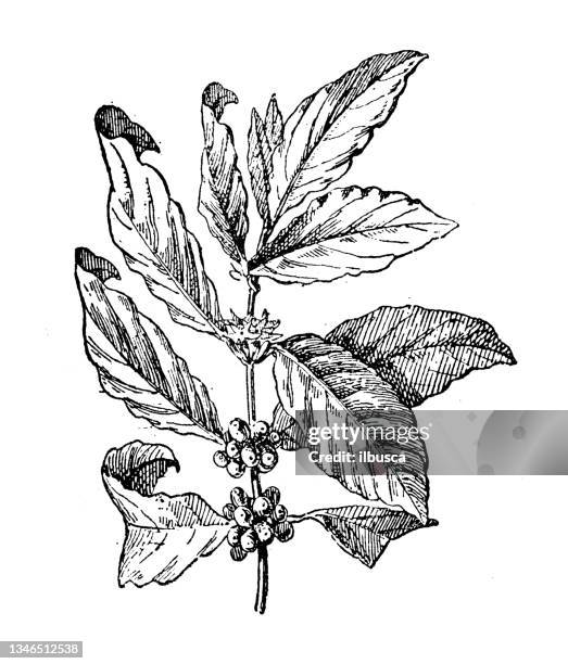 antique illustration: coffee plant - coffee plant stock illustrations