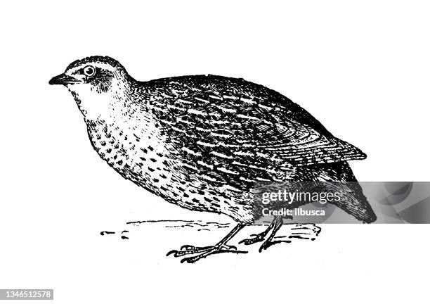 antique illustration: quail - quail stock illustrations