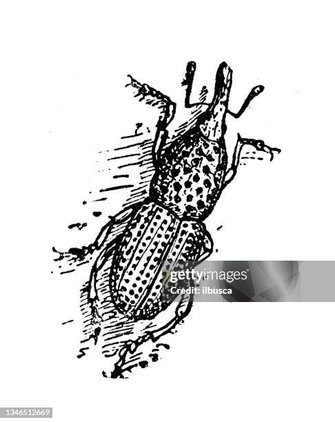 antique illustration: wheat weevil - maize weevil stock illustrations