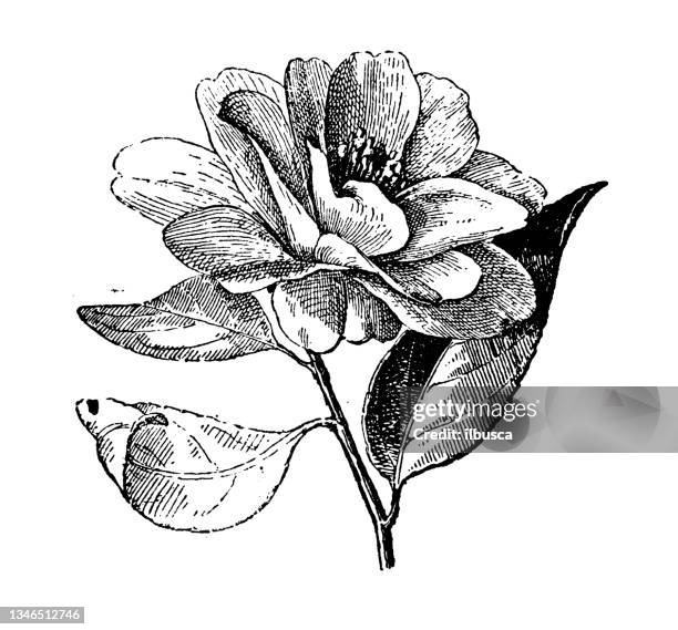 illustrazioni stock, clip art, cartoni animati e icone di tendenza di illustrazione antica: camelia - camellia