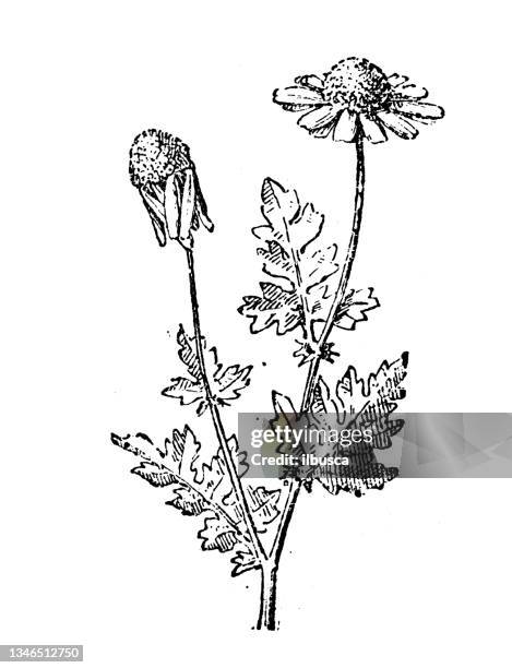 bildbanksillustrationer, clip art samt tecknat material och ikoner med antique illustration: camomile - camomille